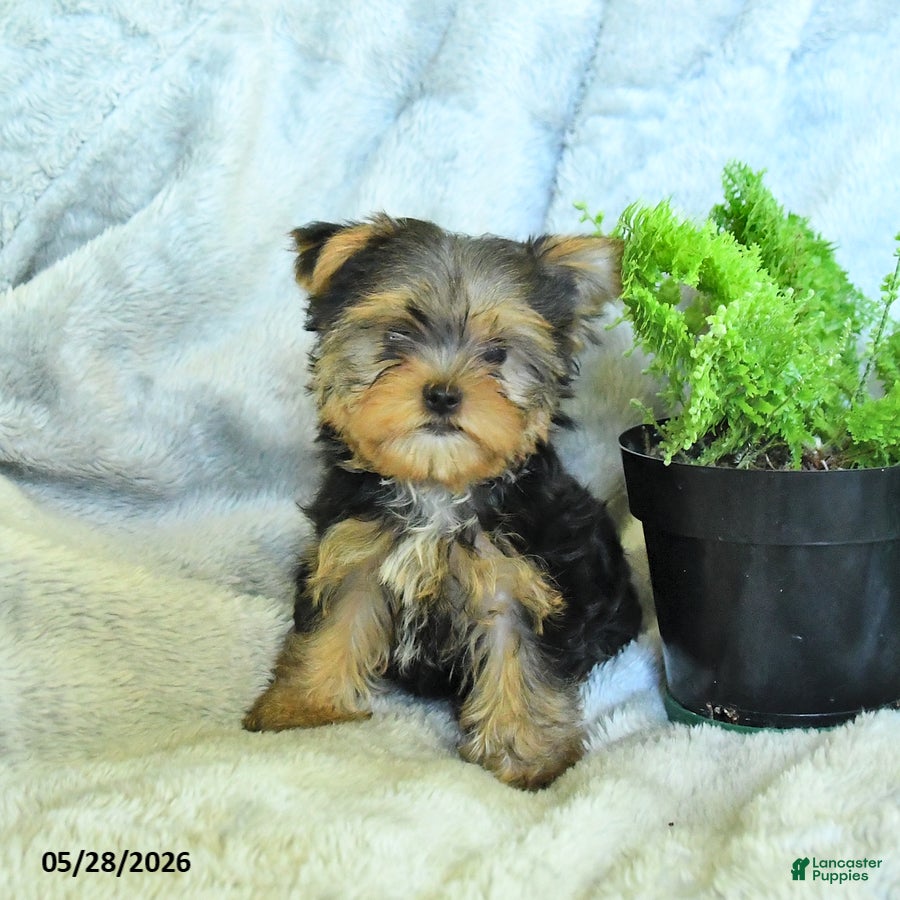 Yorkshire Terrier dogs Bruno - Ad 1
