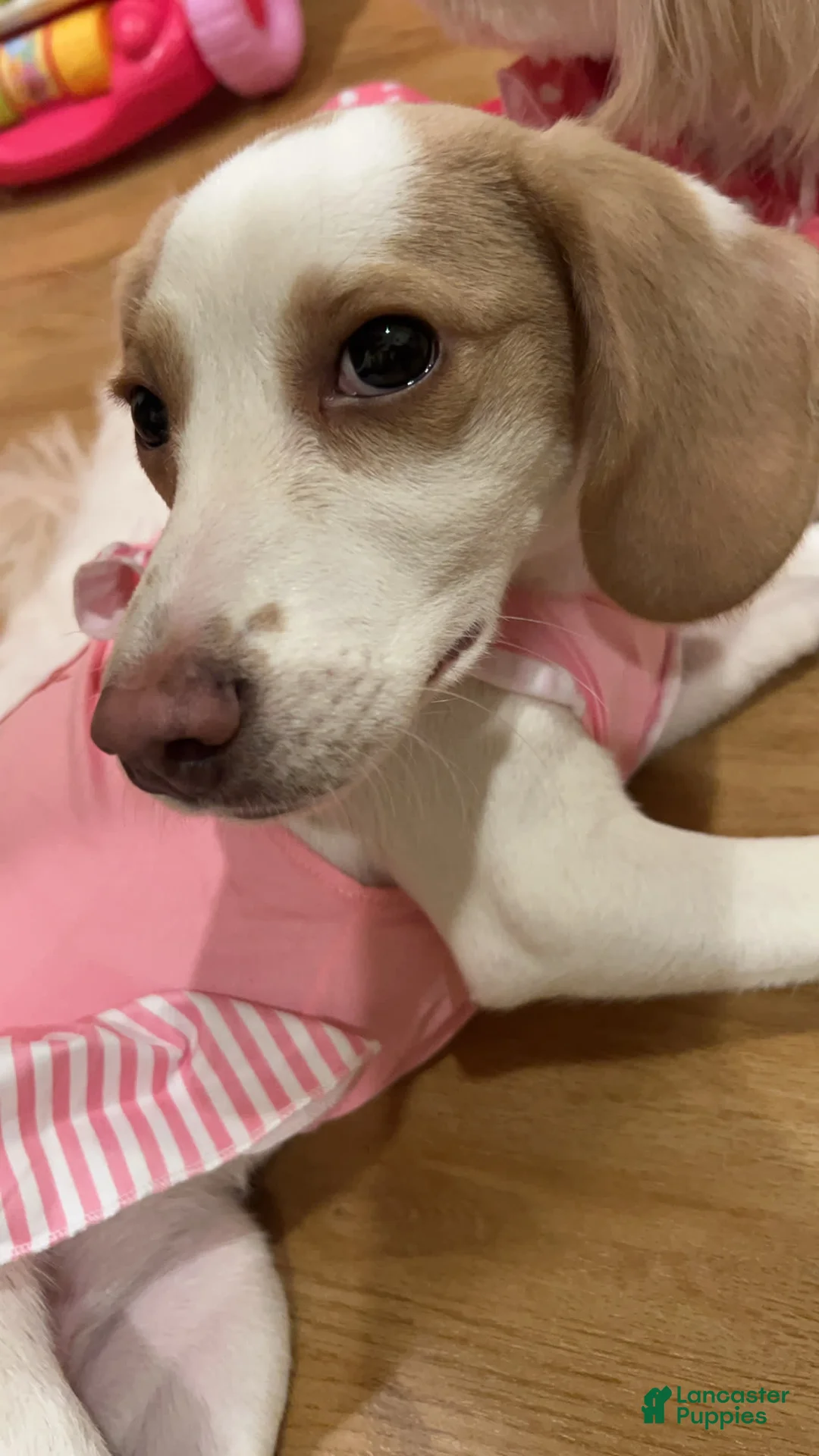 Gallery Image {{count}}