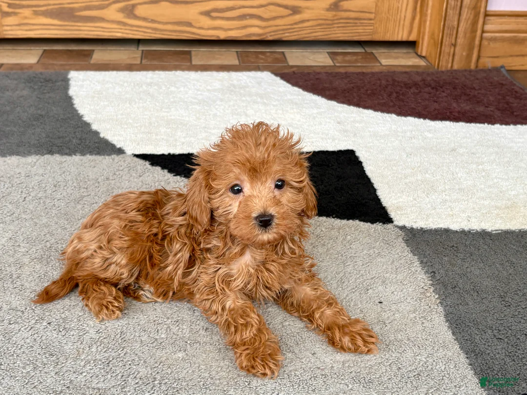 Maltipoo dogs for sale: Kyla - Ad 2
