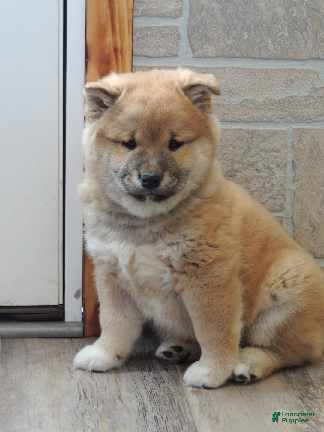 Shiba Inu dogs for sale: DAKOTA - Ad 7