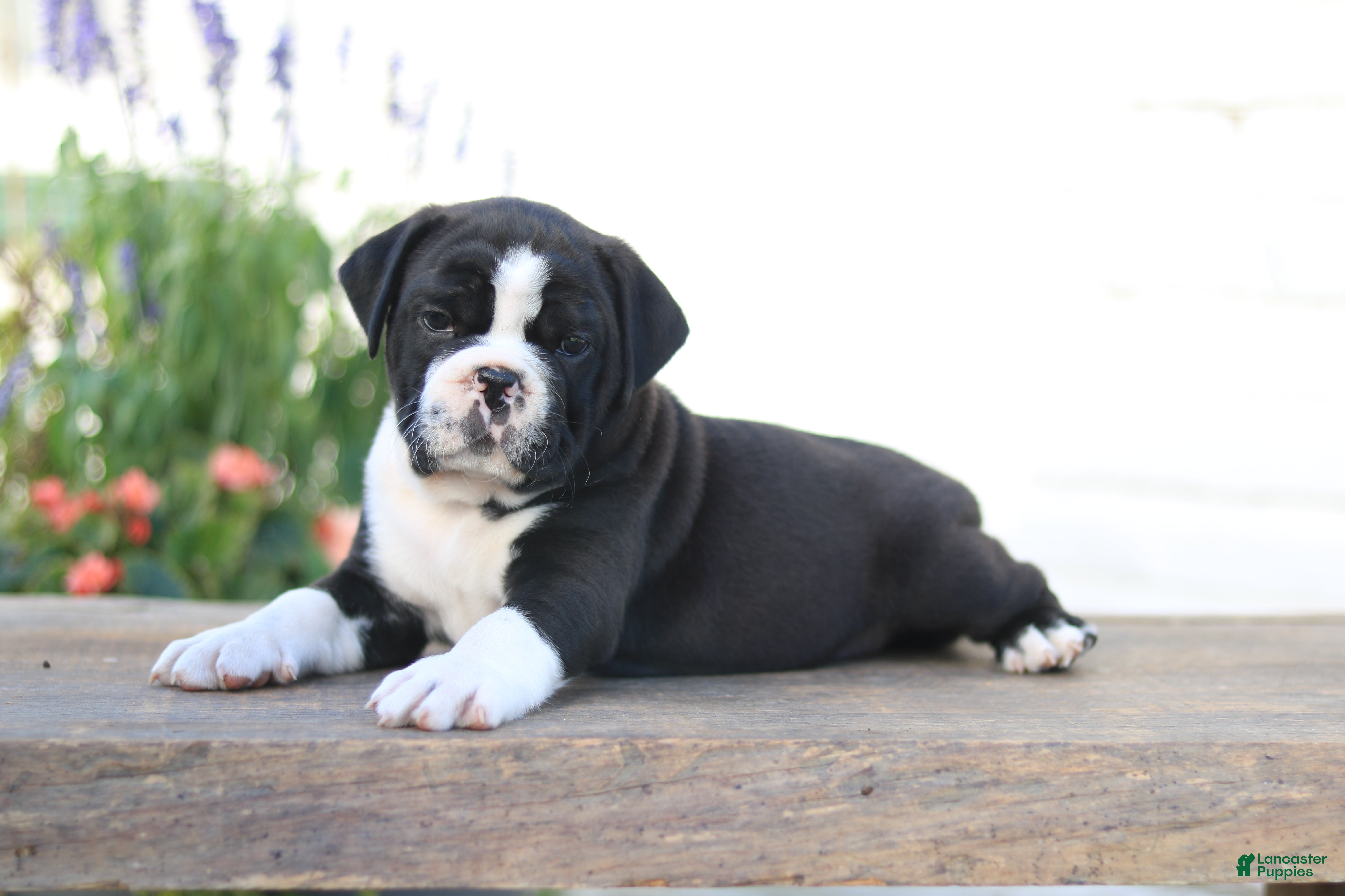 Beabull dogs Panda - Ad 41