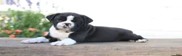 Beabull dogs for sale: Panda - Ad 1