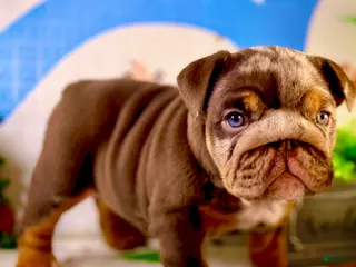 English Bulldog dogs Xpresso - Ad 37