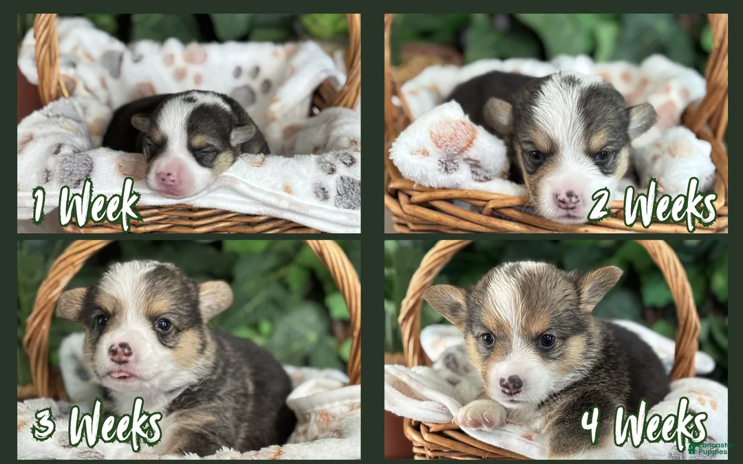American Corgi dogs for sale: Tricolor Male - Leonardo - Ad 2