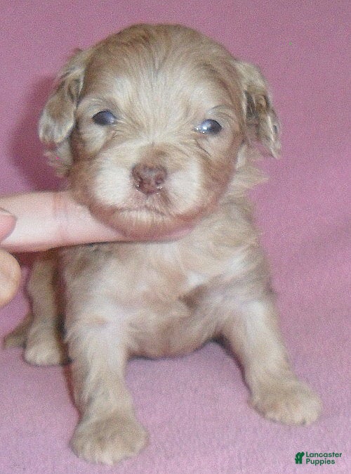 Shihpoo dogs Winnie - Ad 1