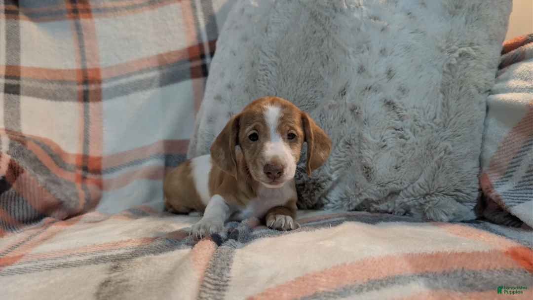 Miniature Dachshund dogs for sale: Finley  - Ad 3