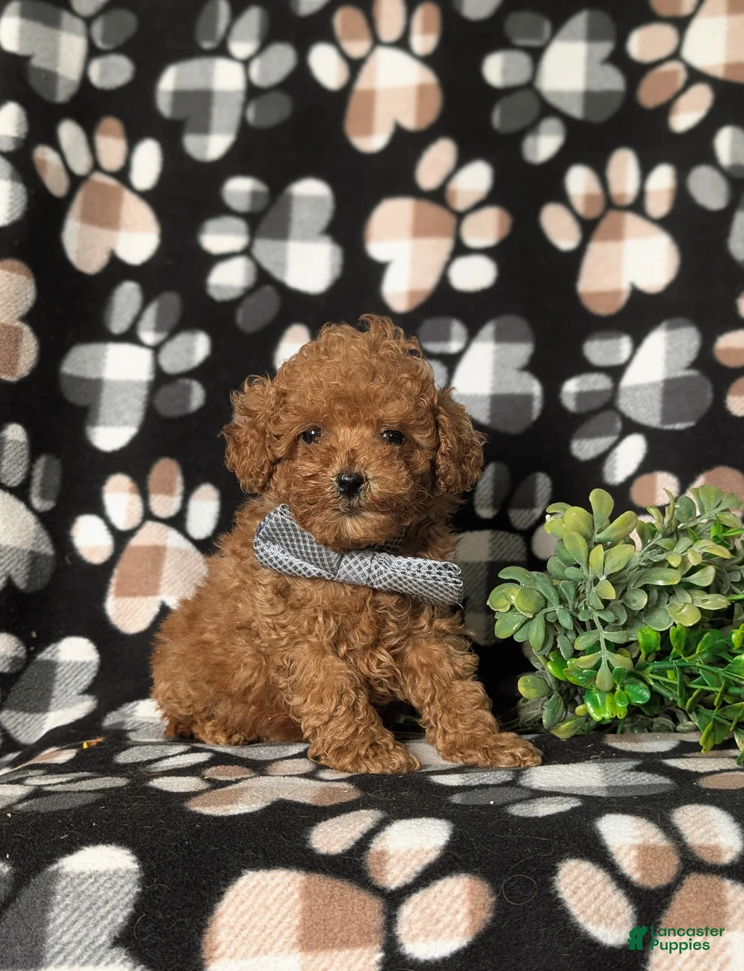 Toy Poodle dogs for sale: Eli 7 lbs Full Grown - Ad 4