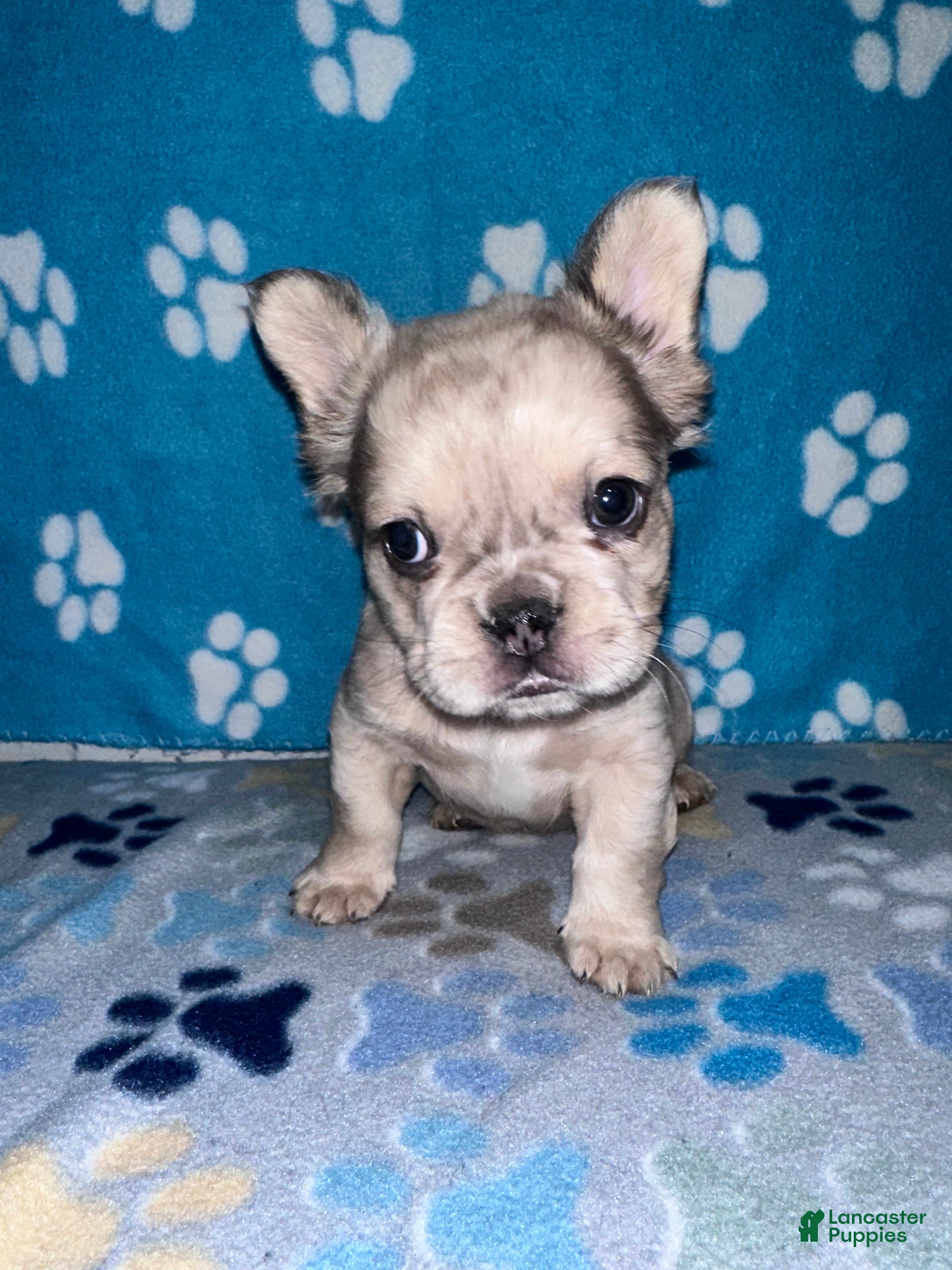 French Bulldog dogs Enzo - Ad 20