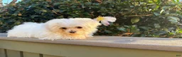 Maltese dogs for sale: Maltese Puppy 1 - Ad 2