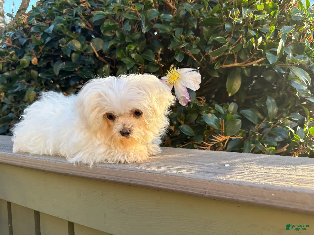 Maltese dogs for sale: Maltese Puppy 1 - Ad 2
