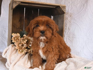 Cavapoo dogs - Ad 5