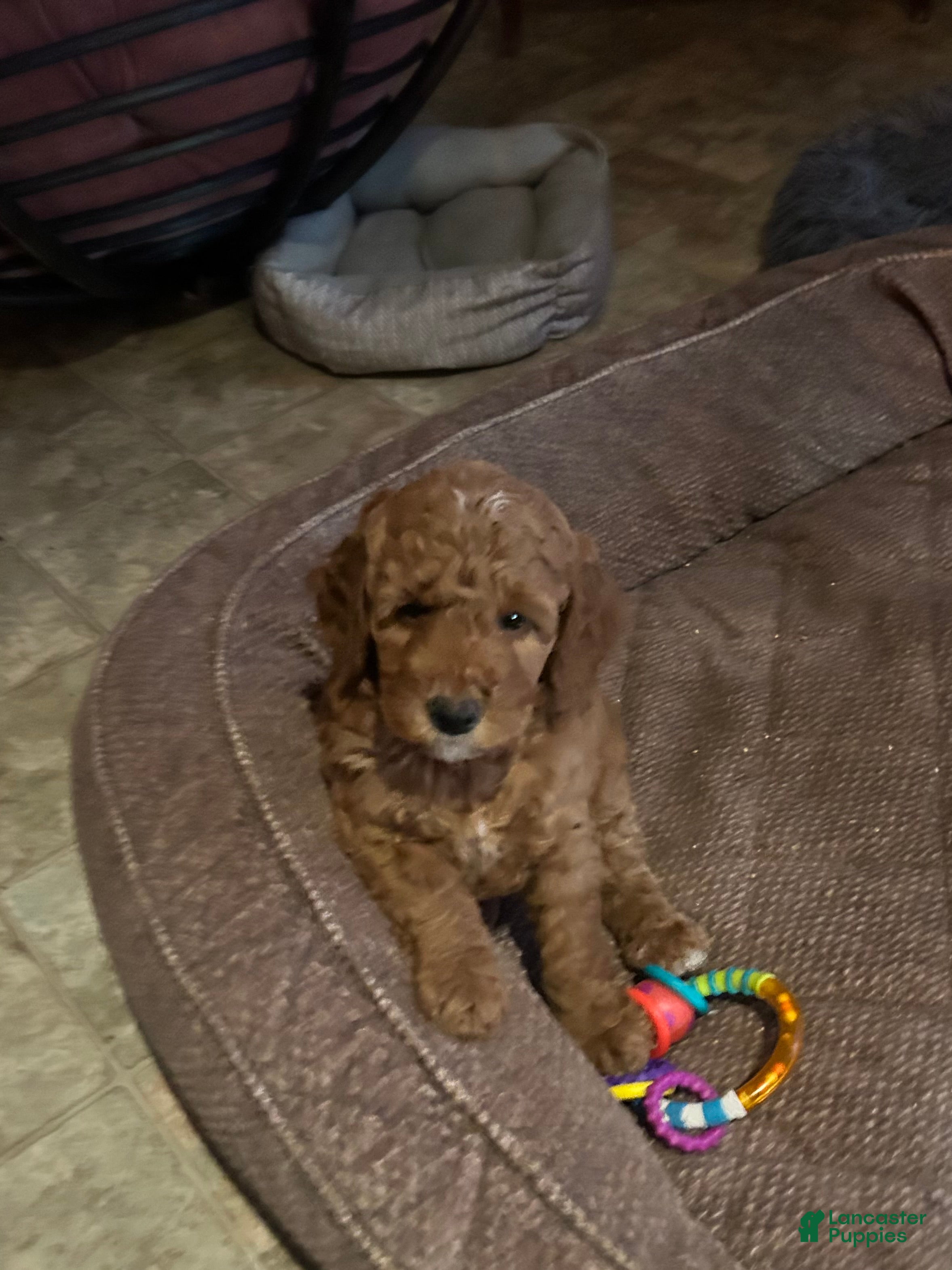 Goldendoodle dogs Betty  - Ad 2