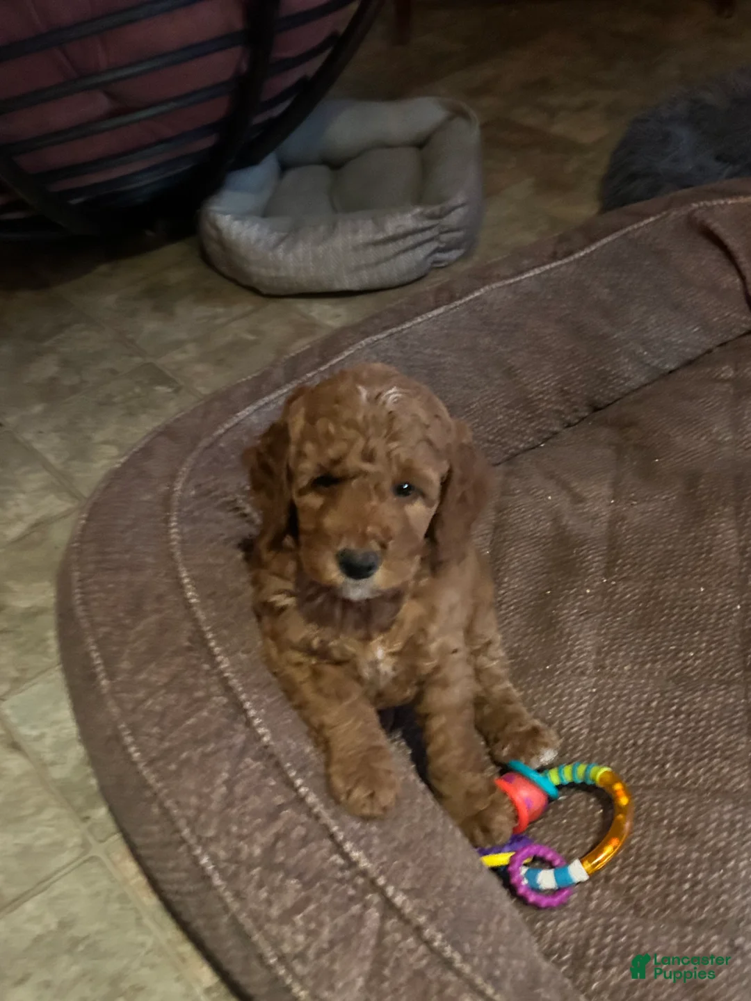 Goldendoodle dogs for sale: Betty  - Ad 2