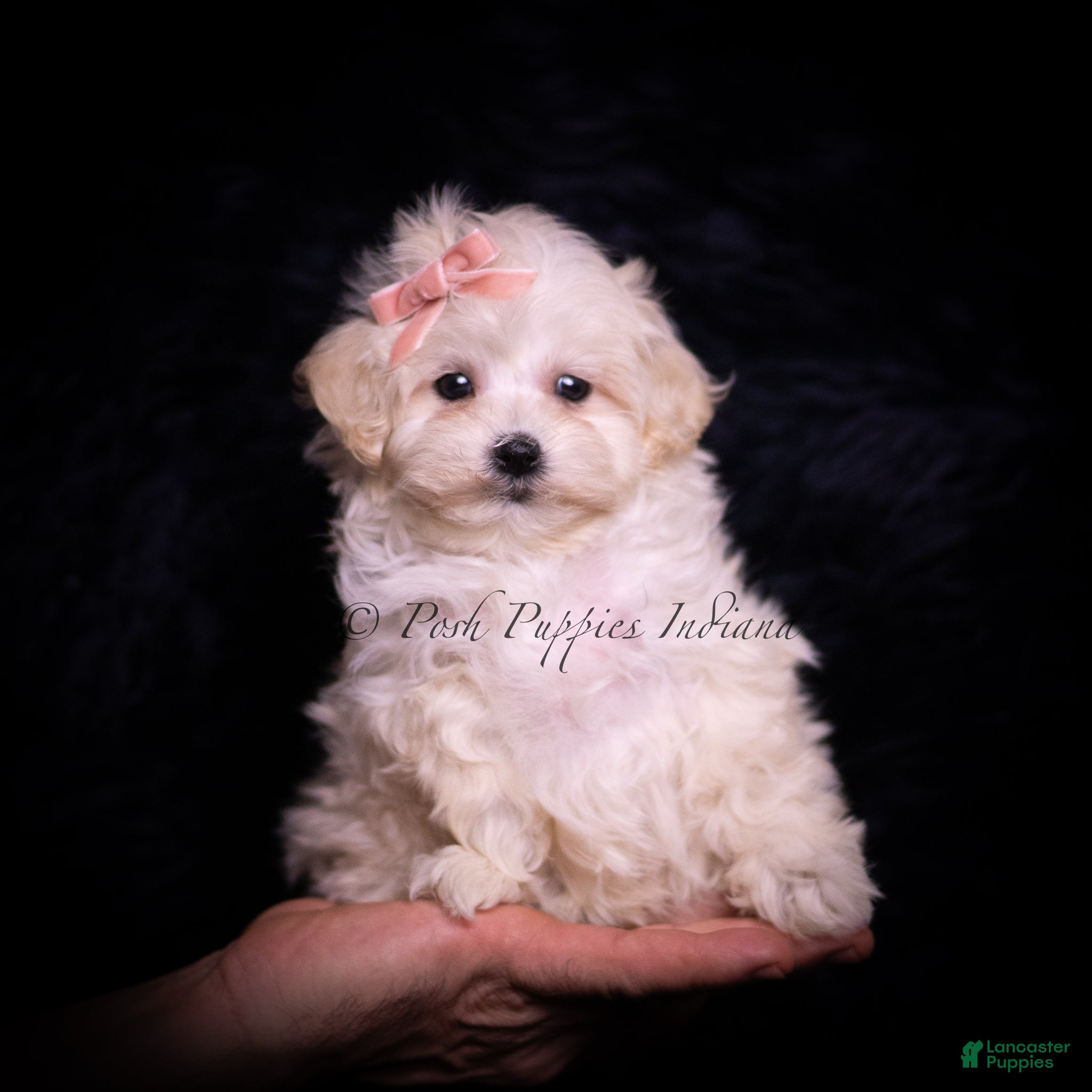 Maltipoo dogs Teeny Mimi - Ad 2