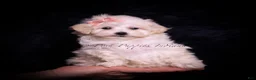 Maltipoo dogs for sale: Teeny Mimi - Ad 1