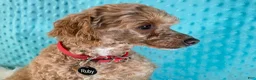 Toy Poodle dogs for sale: Yvonne - Ad 11