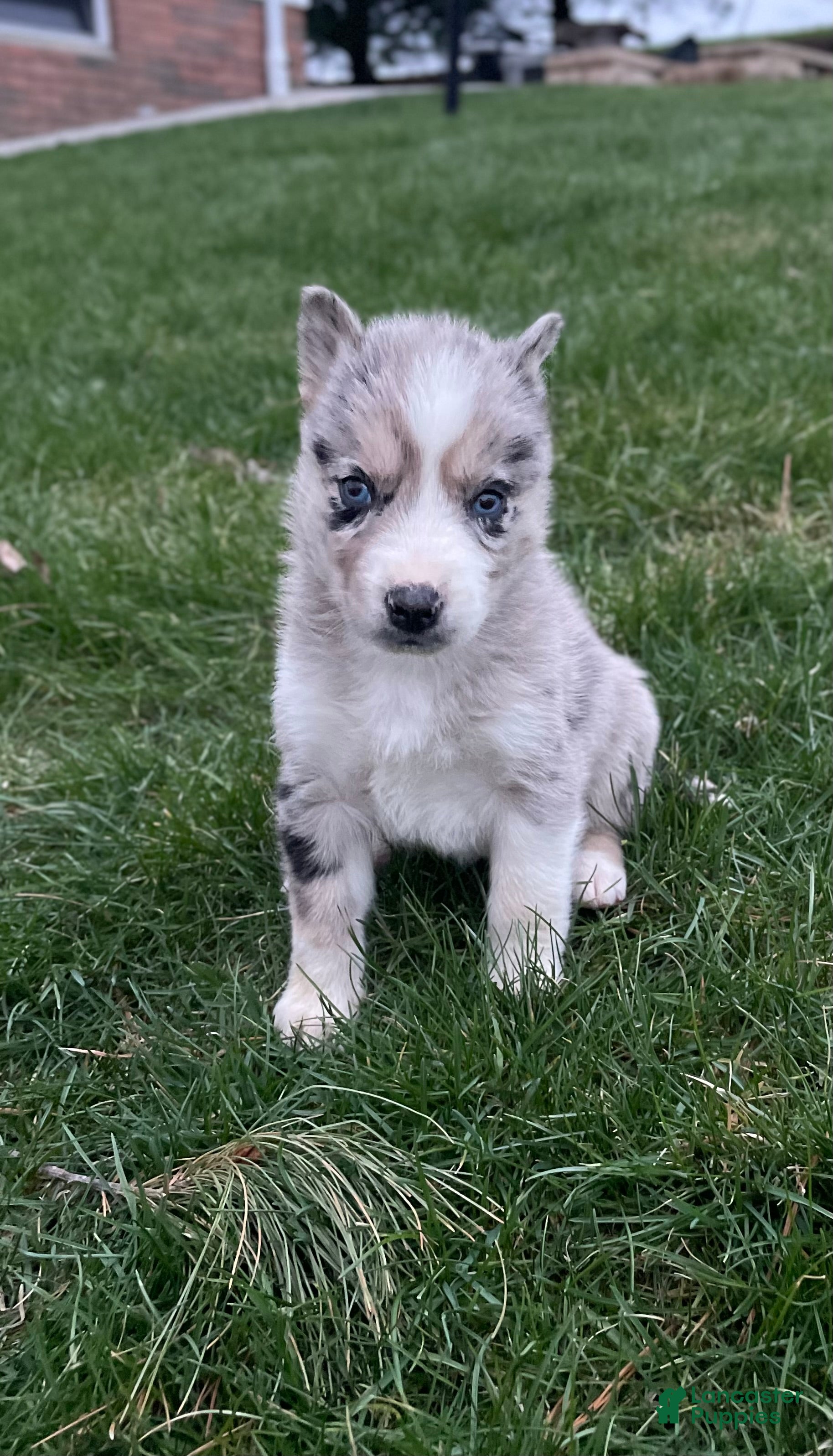 Gerberian Shepsky dogs Chief - Ad 2