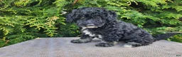 Mini Bernedoodle dogs for sale: Mia - Ad 1