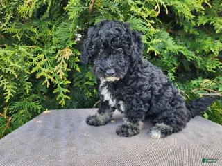Mini Bernedoodle dogs Mia - Ad 38