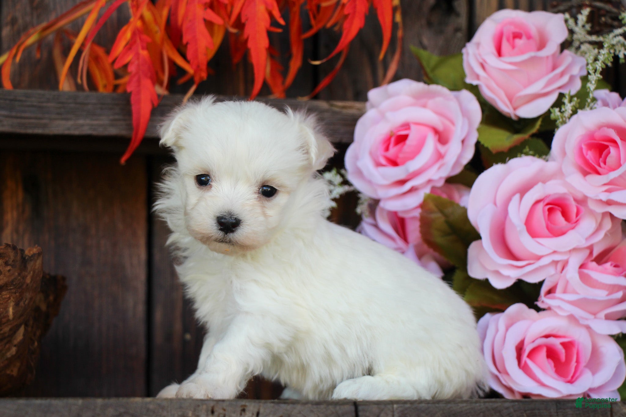 Maltese dogs Tinkerbell - Ad 25
