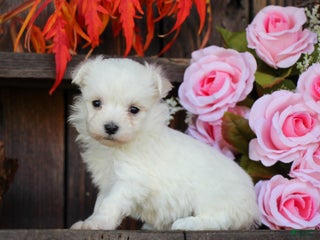 Maltese dogs Tinkerbell - Ad 9