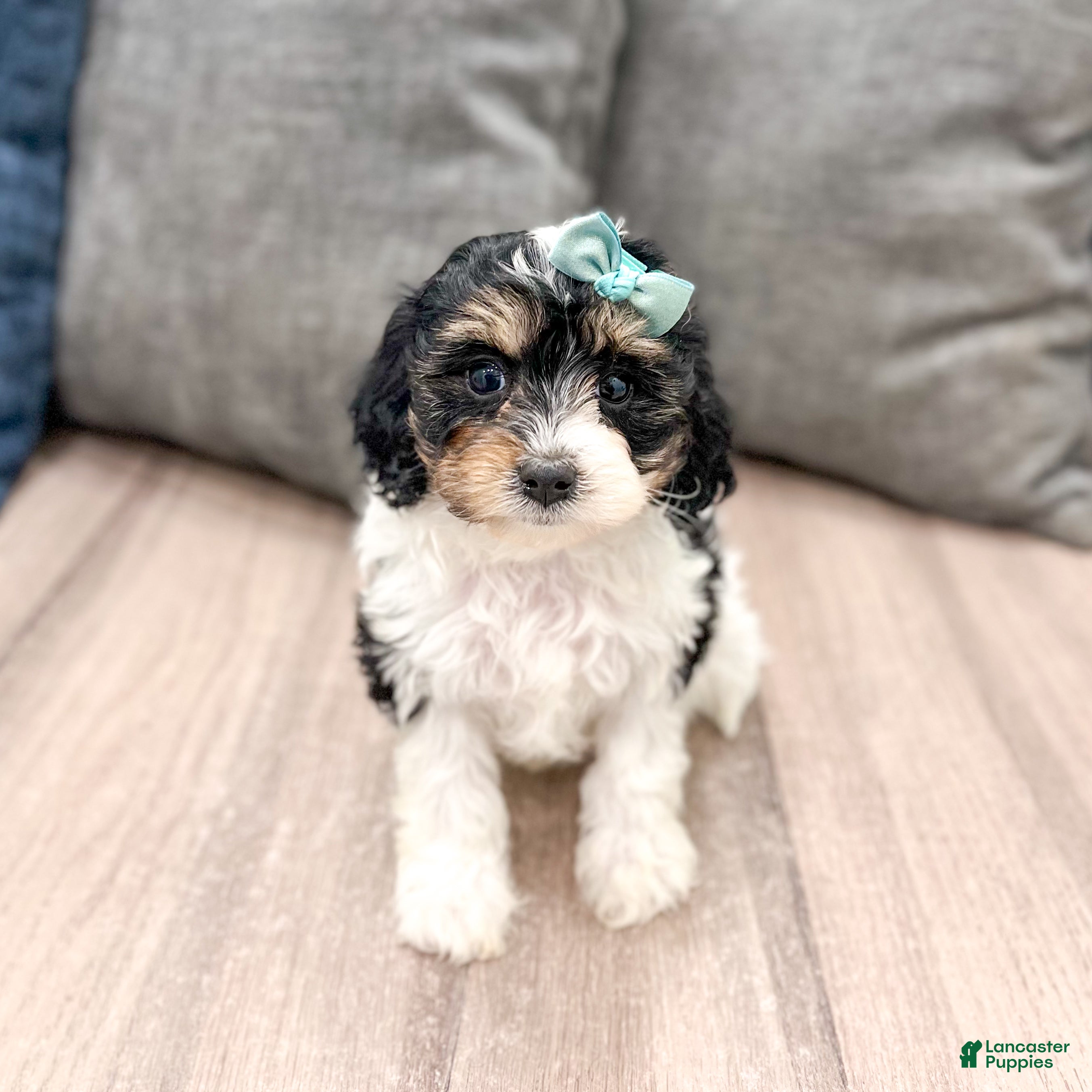 Cavapoo dogs Luna - Ad 1