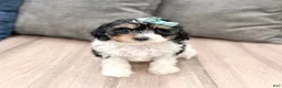 Cavapoo dogs for sale: Luna - Ad 1