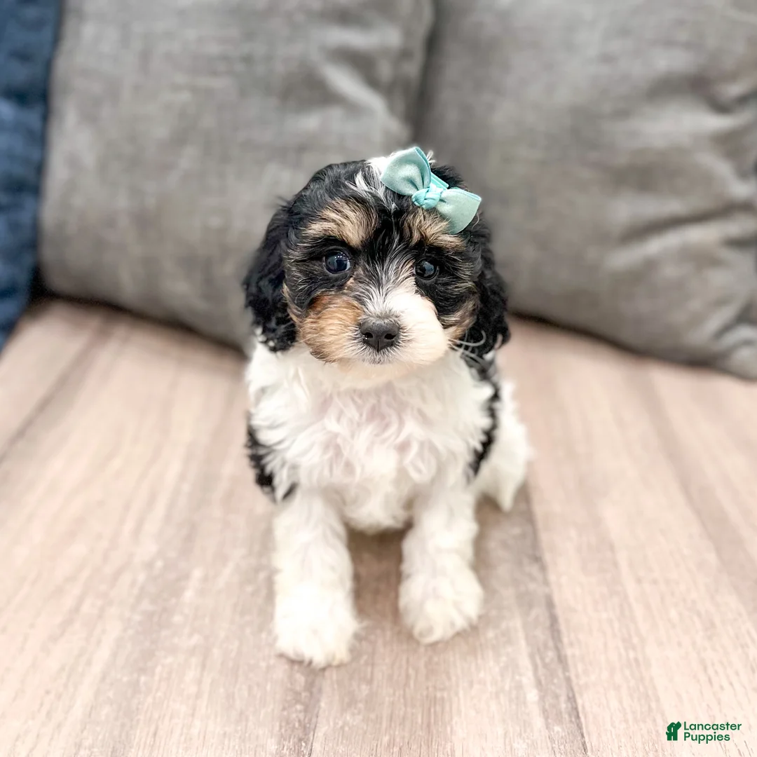 Cavapoo dogs for sale: Luna - Ad 1