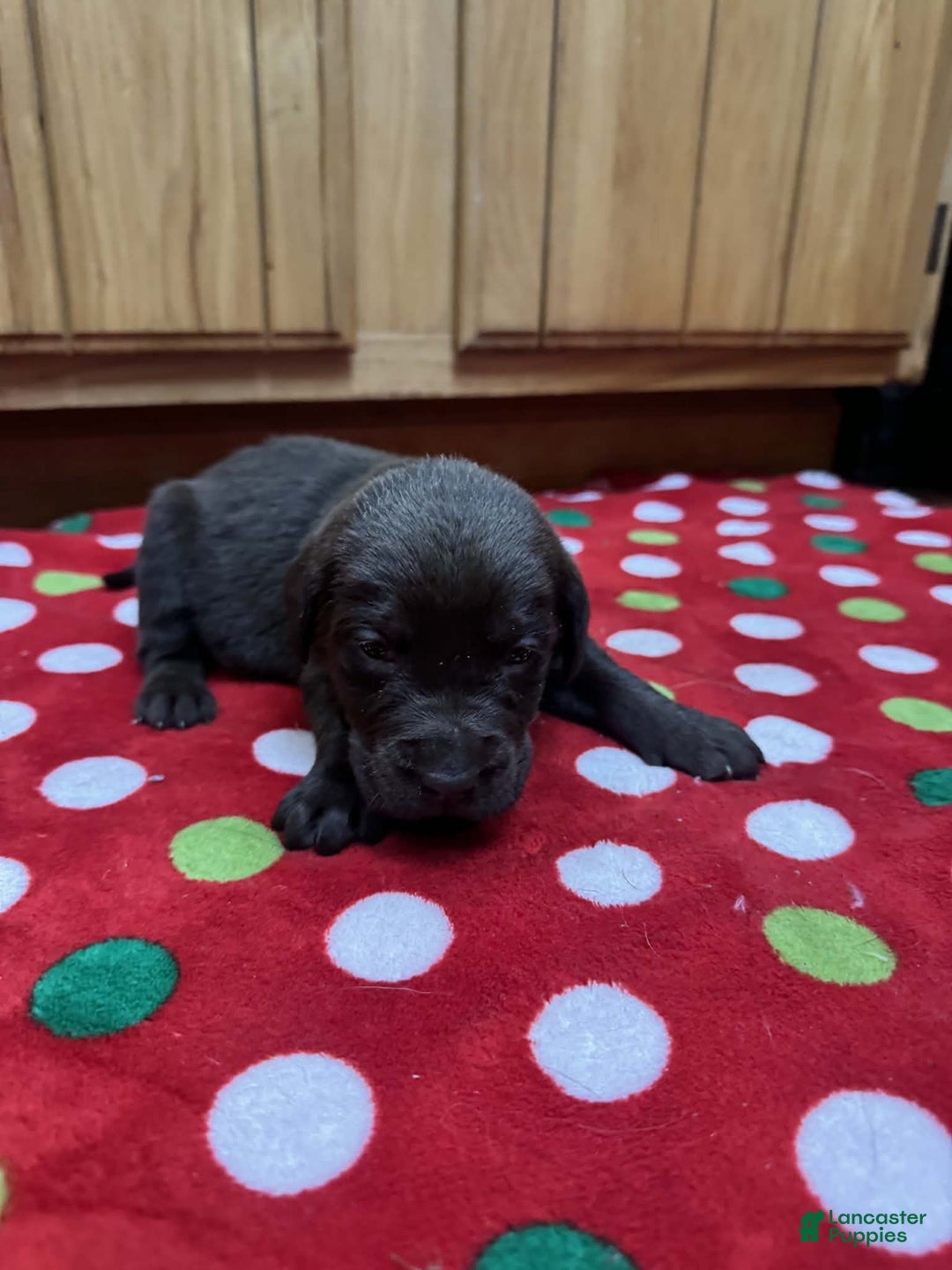 Labrador Retriever dogs for sale: Sprout - Ad 4
