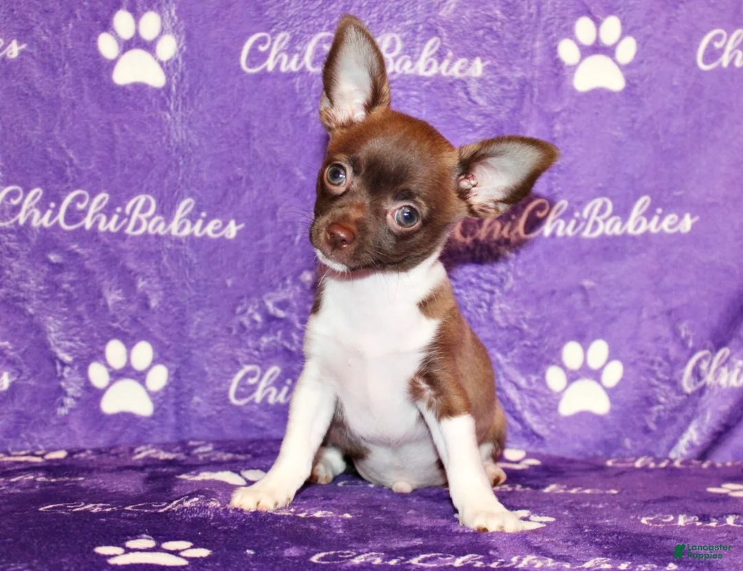Chihuahua dogs for sale: Zebediah - Ad 1
