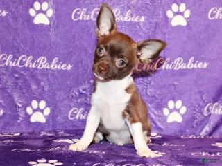 Chihuahua dogs Zebediah - Ad 22