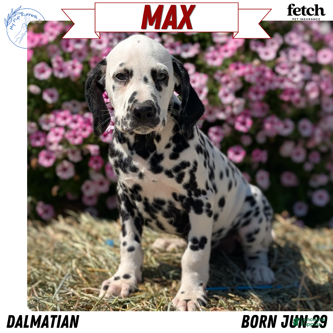 Dalmatian dogs Max - Ad 1