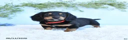 Miniature Dachshund dogs for sale: Korie - Ad 3