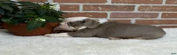 English Bulldog dogs for sale: Sebastian  - Ad 3