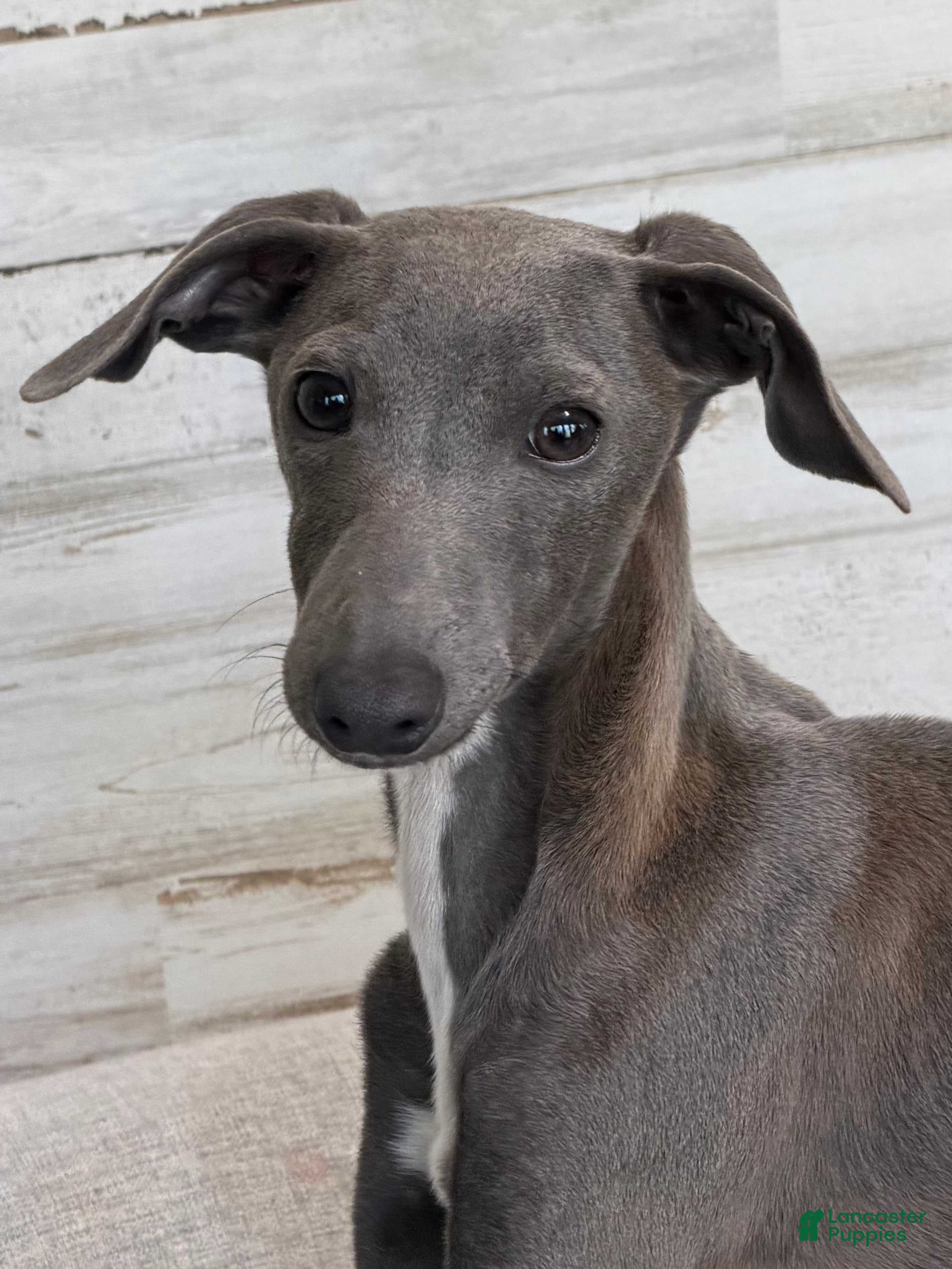 Italian Greyhound dogs for sale: Taz - Ad 2