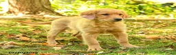 Golden Retriever dogs for sale: Dulcia - Ad 3