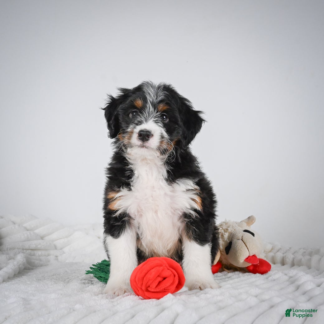 Mini Bernedoodle dogs Sammy - Ad 1