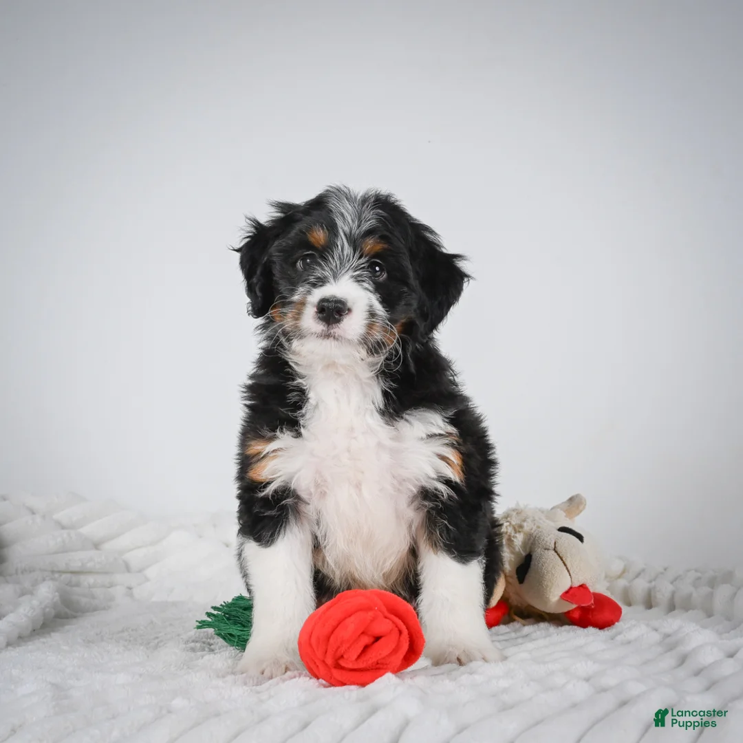 Mini Bernedoodle dogs for sale: Sammy - Ad 1