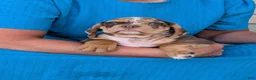 Beabull dogs for sale: Tank - Ad 17