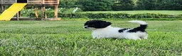 Cockapoo dogs for sale: Cookies 'n' Cream - Ad 3