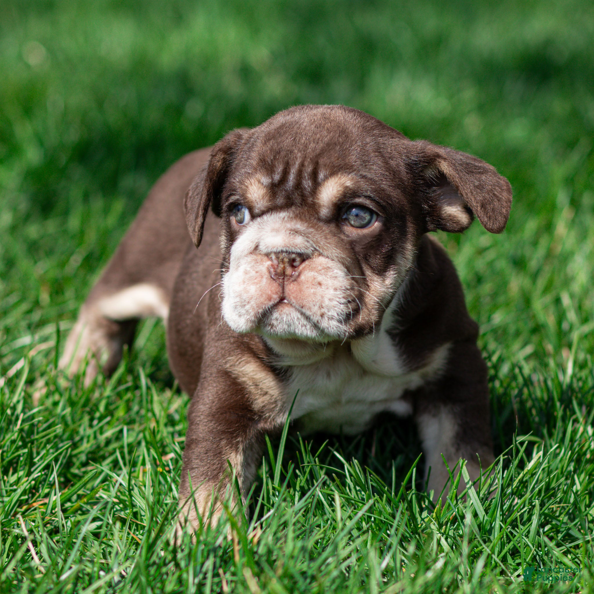 English Bulldog dogs Hershey Drift English Bulldog Puppy  - Ad 2