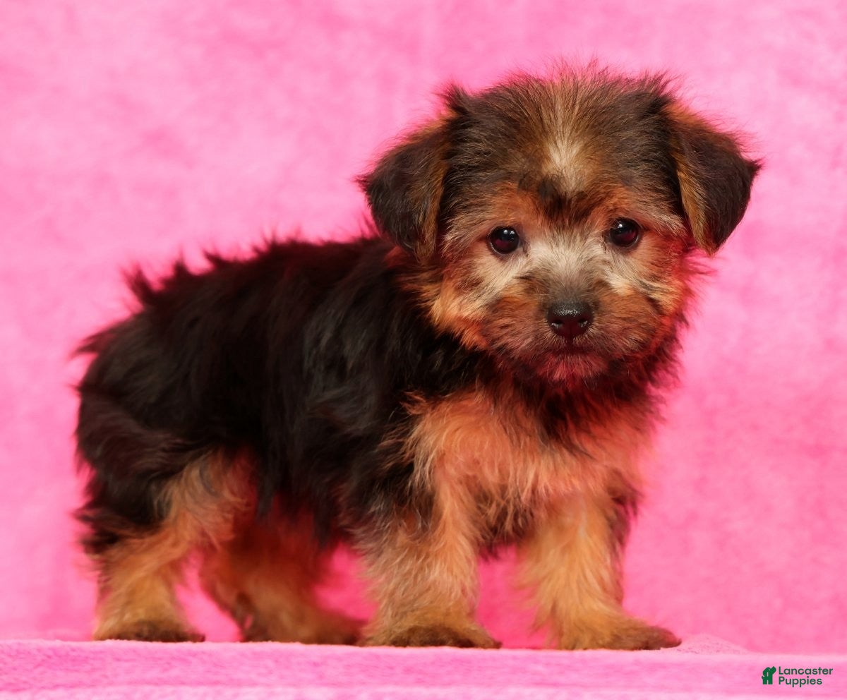 Yorkshire Terrier dogs Mia - Ad 2