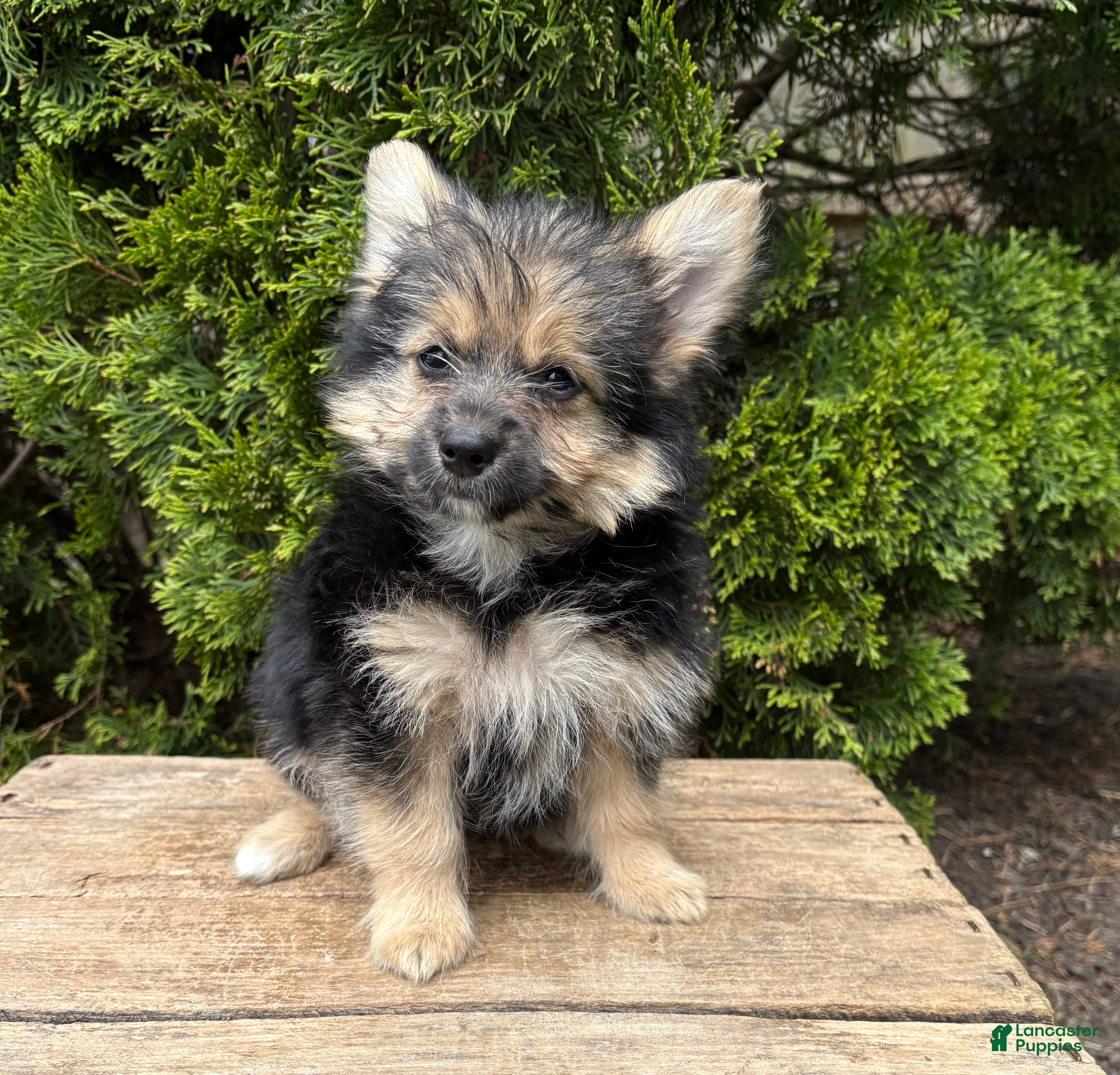 Mixed Breed dogs Rocco - Ad 1