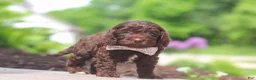 Cockapoo dogs for sale: Casey - Ad 4