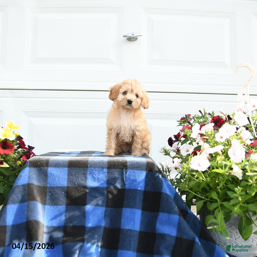 Cavapoo dogs for sale: Sunshine - Ad 4