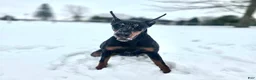 Doberman Pinscher dogs for sale: Zoey AKC European Doberman Pinscher HUGE - Ad 3