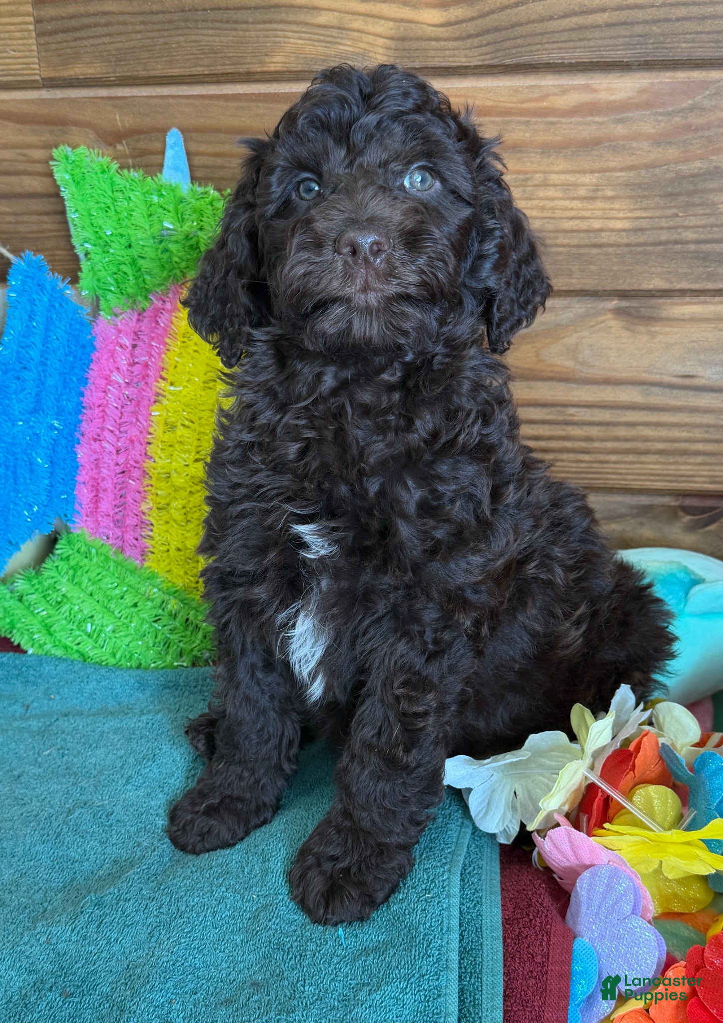 Mini Goldendoodle dogs Deano - Ad 24