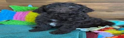 Mini Goldendoodle dogs for sale: Deano - Ad 1
