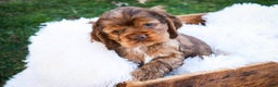 Cocker Spaniel dogs for sale: Avery - Ad 5