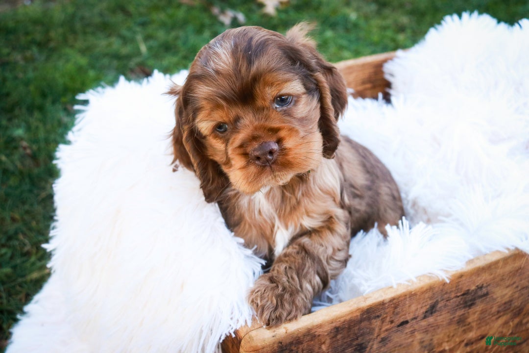 Cocker Spaniel dogs for sale: Avery - Ad 5